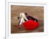 Matador at Monumental El Paso, Bullfight (Fiesta Brava), San Luis Potosi, Mexico-Russell Gordon-Framed Photographic Print