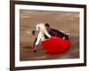 Matador at Monumental El Paso, Bullfight (Fiesta Brava), San Luis Potosi, Mexico-Russell Gordon-Framed Photographic Print