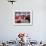 Matador Luis Miguel Dominguin Performing During a Mano a Mano Bullfight at the Bayonne Bullring-James Burke-Framed Premium Photographic Print displayed on a wall