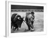 Matador Manuel Benitez, Performing Series of Passes on His Knees-Loomis Dean-Framed Premium Photographic Print