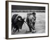 Matador Manuel Benitez, Performing Series of Passes on His Knees-Loomis Dean-Framed Premium Photographic Print