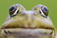 European Edible Frog (Rana Esculenta) Head, Prypiat Area, Belarus, June 2009-Máté-Photographic Print