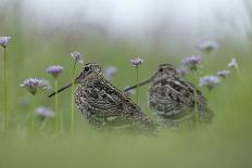 Two Great Snipe (Gallinago Media) Near the Prypiat River, Belarus, June 2009-Máté-Photographic Print