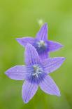 Two Wild Bellflowers (Campanula Sp) Prypiat Area, Belarus, June 2009-Máté-Photographic Print