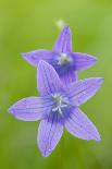 Two Wild Bellflowers (Campanula Sp) Prypiat Area, Belarus, June 2009-Máté-Photographic Print