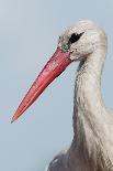 White Stork (Ciconia Ciconia) Portrait, Prypiat Area, Turov, Belarus, June 2009-Máté-Photographic Print