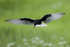 Whiskered Tern (Chlidonias Hybridus) in Flight, Prypiat River, Belarus, June 2009-Máté-Photographic Print