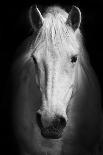 White Horse's Black and White Art Portrait.-Matej Kastelic-Photographic Print