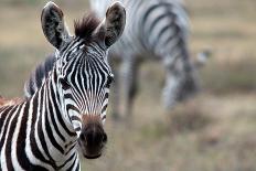 Zebra-matejh-Mounted Photographic Print