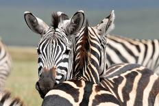 Zebra-matejh-Mounted Photographic Print