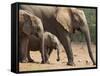 Maternal Group of Elephants, Eastern Cape, South Africa-Ann & Steve Toon-Framed Stretched Canvas