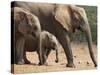 Maternal Group of Elephants, Eastern Cape, South Africa-Ann & Steve Toon-Stretched Canvas