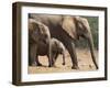 Maternal Group of Elephants, Eastern Cape, South Africa-Ann & Steve Toon-Framed Photographic Print