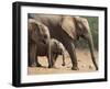 Maternal Group of Elephants, Eastern Cape, South Africa-Ann & Steve Toon-Framed Photographic Print