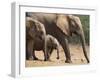 Maternal Group of Elephants, Eastern Cape, South Africa-Ann & Steve Toon-Framed Photographic Print