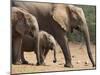 Maternal Group of Elephants, Eastern Cape, South Africa-Ann & Steve Toon-Mounted Photographic Print