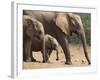 Maternal Group of Elephants, Eastern Cape, South Africa-Ann & Steve Toon-Framed Photographic Print