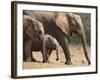 Maternal Group of Elephants, Eastern Cape, South Africa-Ann & Steve Toon-Framed Photographic Print