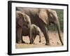 Maternal Group of Elephants, Eastern Cape, South Africa-Ann & Steve Toon-Framed Photographic Print