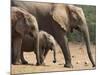 Maternal Group of Elephants, Eastern Cape, South Africa-Ann & Steve Toon-Mounted Photographic Print