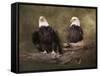 Mates Bald Eagle Pair-Jai Johnson-Framed Stretched Canvas