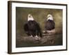 Mates Bald Eagle Pair-Jai Johnson-Framed Giclee Print