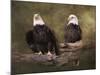 Mates Bald Eagle Pair-Jai Johnson-Mounted Giclee Print