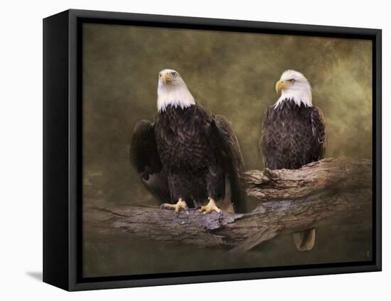 Mates Bald Eagle Pair-Jai Johnson-Framed Stretched Canvas