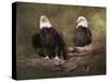 Mates Bald Eagle Pair-Jai Johnson-Stretched Canvas