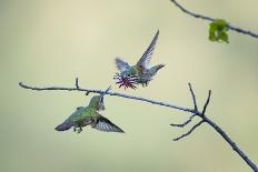 Anna's hummingbird male dancing in flight, Montana, USA-Mateusz Piesiak-Photographic Print