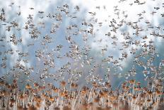 Aerial shot of a group of Mute swans and gulls, Switzerland-Mateusz Piesiak-Photographic Print