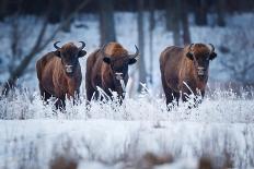 European Bison in winter, Białowieza National Park, Poland-Mateusz Piesiak-Photographic Print