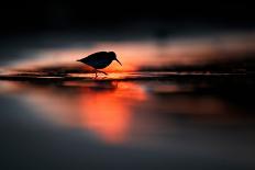 Young American Oystercatcher (Haematopus Palliatus) Snatching Food from Adult on the Shoreline-Mateusz Piesiak-Framed Stretched Canvas