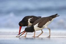 Young American Oystercatcher (Haematopus Palliatus) Snatching Food from Adult on the Shoreline-Mateusz Piesiak-Framed Stretched Canvas