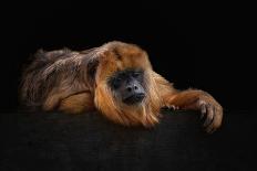 I'm Bored - Baboune - Alouatta Macconnelli-Mathilde Guillemot-Giclee Print