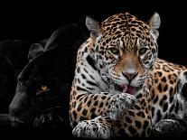 Mr and Mrs Jaguar - Panthera Onca-Mathilde Guillemot-Giclee Print