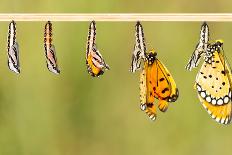 Mature Cocoon Transform to Tawny Coster Butterfly-mathisa-Framed Photographic Print