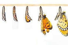 Mature Cocoon Transform to Tawny Coster Butterfly-mathisa-Photographic Print