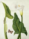 Calla Aethiopica with Butterfly and Caterpillar (W/C and Gouache over Pencil on Vellum)-Matilda Conyers-Giclee Print
