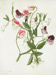 Calla Aethiopica with Butterfly and Caterpillar (W/C and Gouache over Pencil on Vellum)-Matilda Conyers-Framed Giclee Print