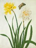 Narcissi and Butterfly (W/C and Gouache with Gold over Pencil on Vellum)-Matilda Conyers-Stretched Canvas