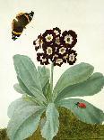 Lilium Belladonna and Bee, 1786 (W/C and Gouache over Pencil on Paper)-Matilda Conyers-Giclee Print