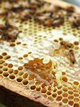 A Honeycomb with Bees-Matilda Lindeblad-Framed Stretched Canvas