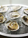 Oysters on Ice-Matilda Lindeblad-Photographic Print