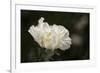 Matilija Blossom I-Rita Crane-Framed Photographic Print