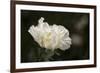 Matilija Blossom I-Rita Crane-Framed Photographic Print