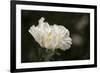 Matilija Blossom I-Rita Crane-Framed Photographic Print