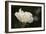 Matilija Blossom I-Rita Crane-Framed Photographic Print