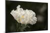 Matilija Blossom I-Rita Crane-Mounted Photographic Print