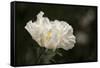 Matilija Blossom I-Rita Crane-Framed Stretched Canvas